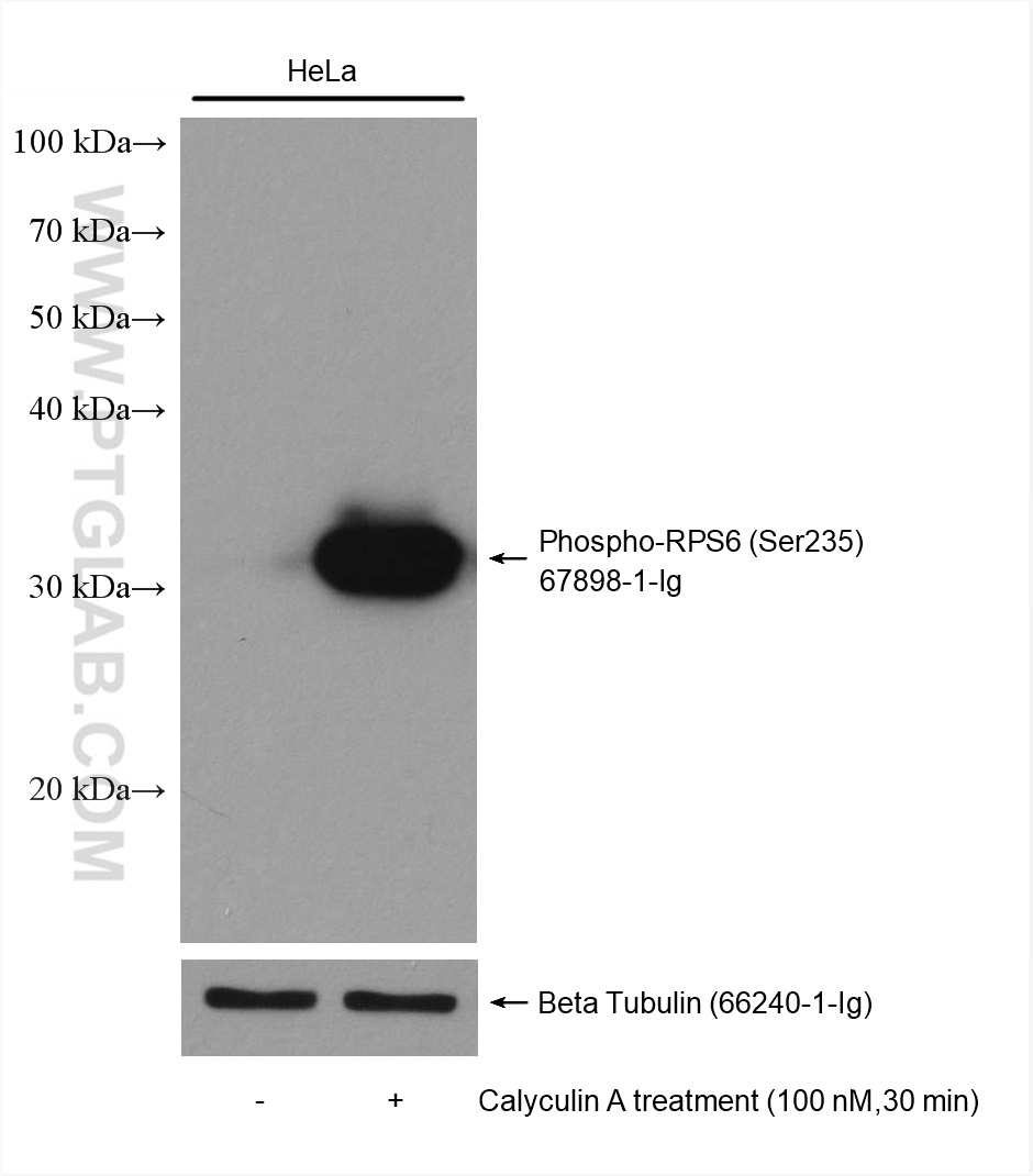 WB analysis using 67898-1-Ig