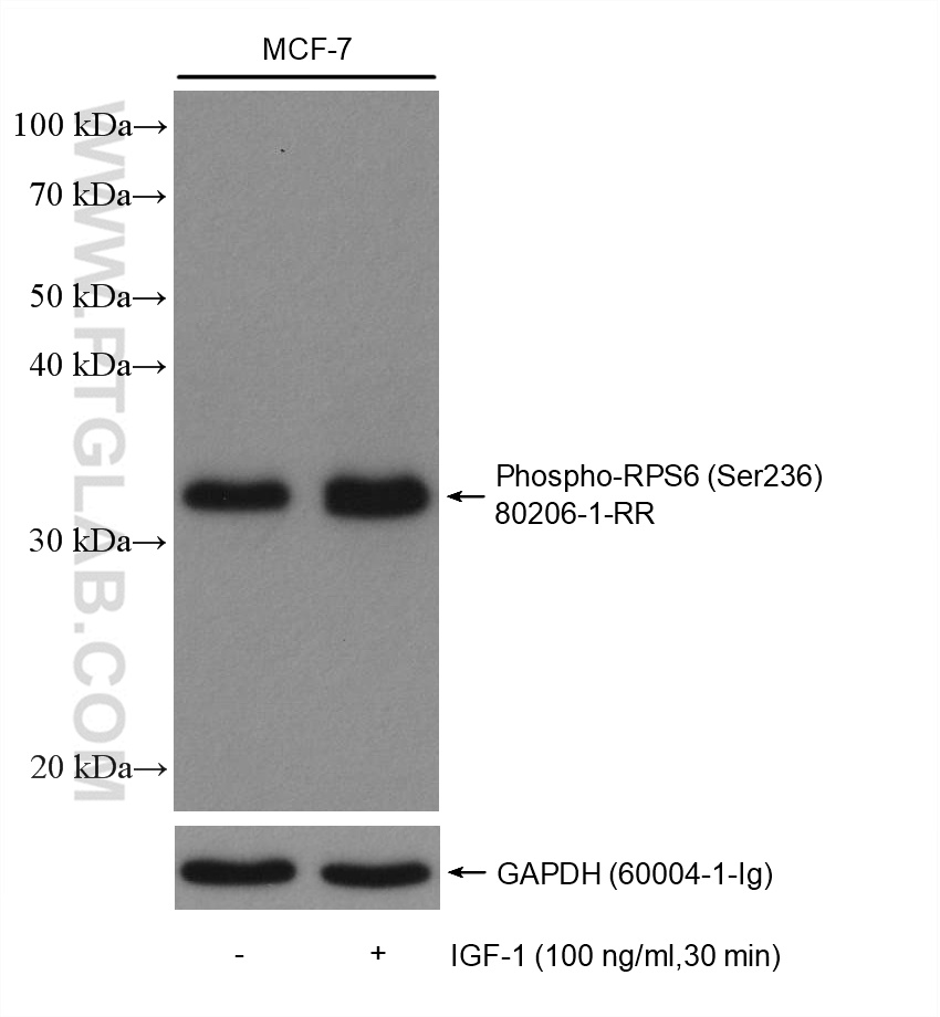 Phospho-S6 Ribosomal protein (Ser236)