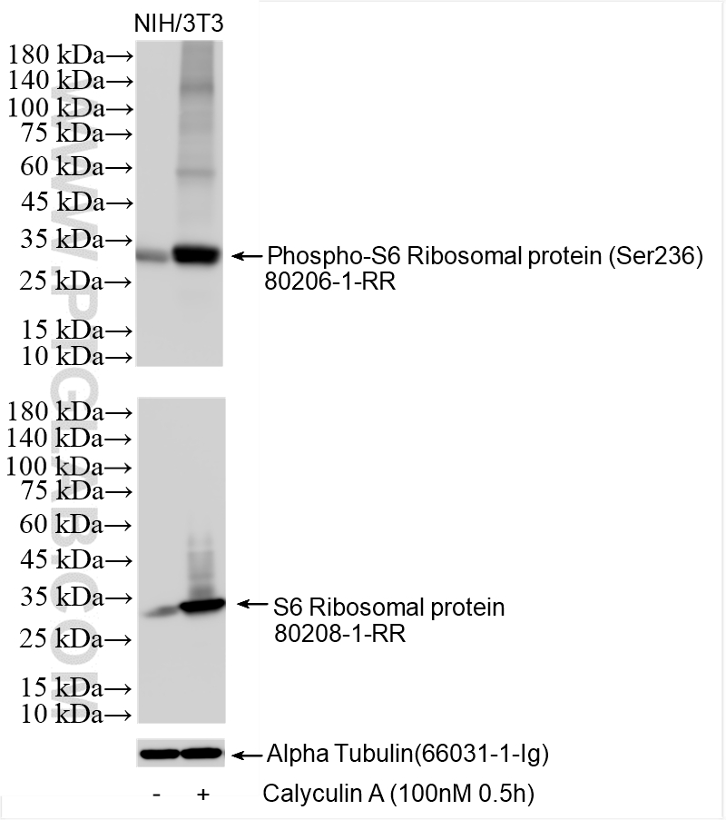 Non-treated and Calyculin A treated NIH/3T3 cells were subjected to SDS PAGE followed by western blot with <a class='green' href='/productredirect?CatalogNo=80206-1-RR' target='_blank'>80206-1-RR</a> (Phospho-S6 Ribosomal protein (Ser236) antibody) at dilution of 1:10000 incubated at room temperature for 1.5 hours. This data was developed using the same antibody clone with 80206-1-PBS in a different storage buffer formulation. WB analysis using 80206-1-RR (same clone as 80206-1-PBS)