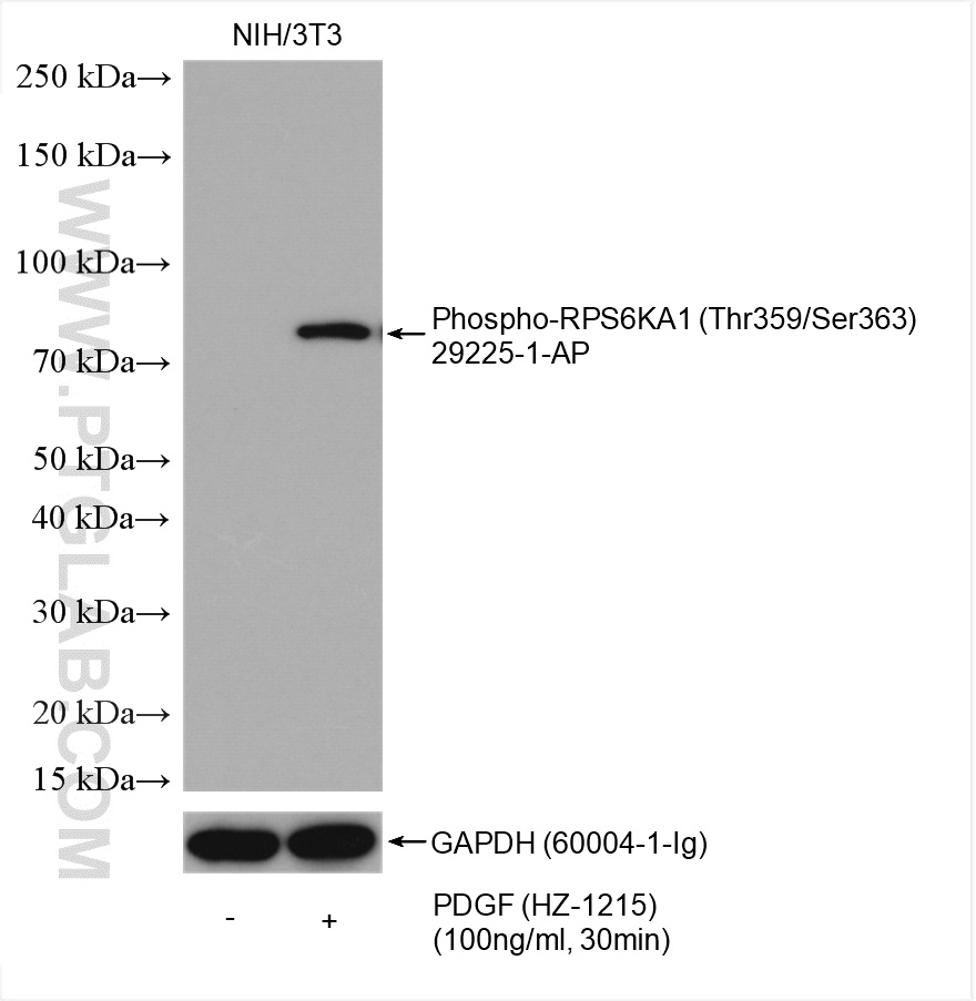 WB analysis using 29225-1-AP