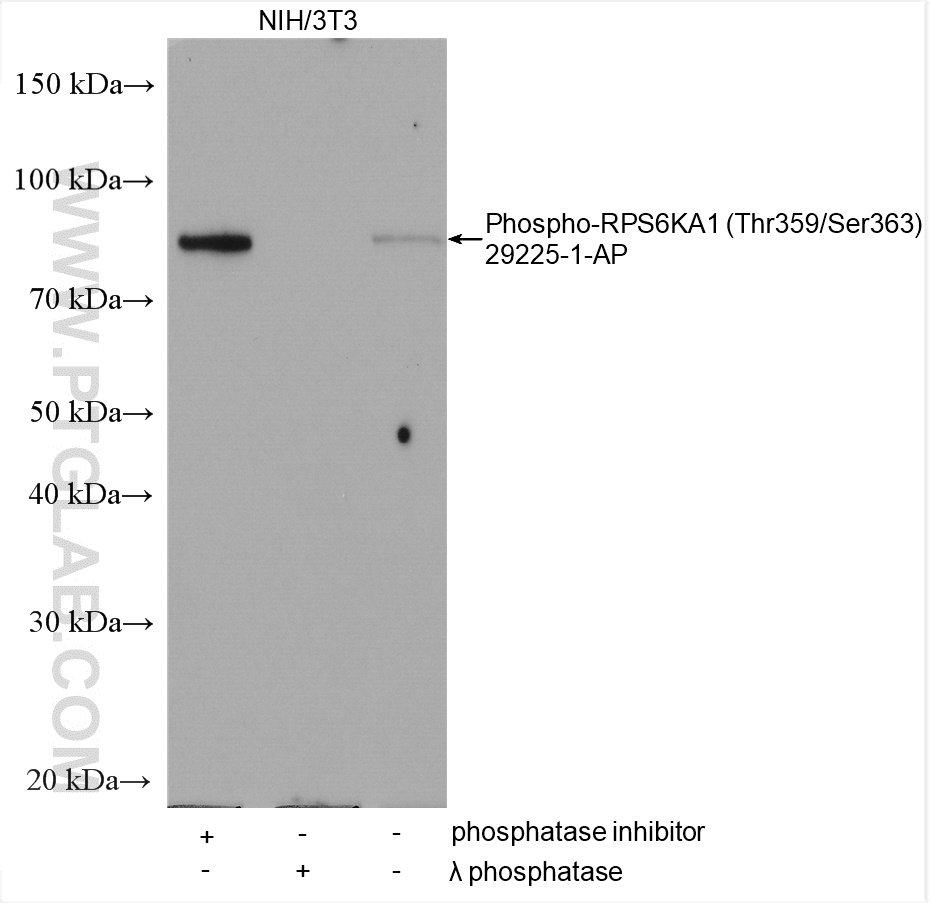 WB analysis using 29225-1-AP