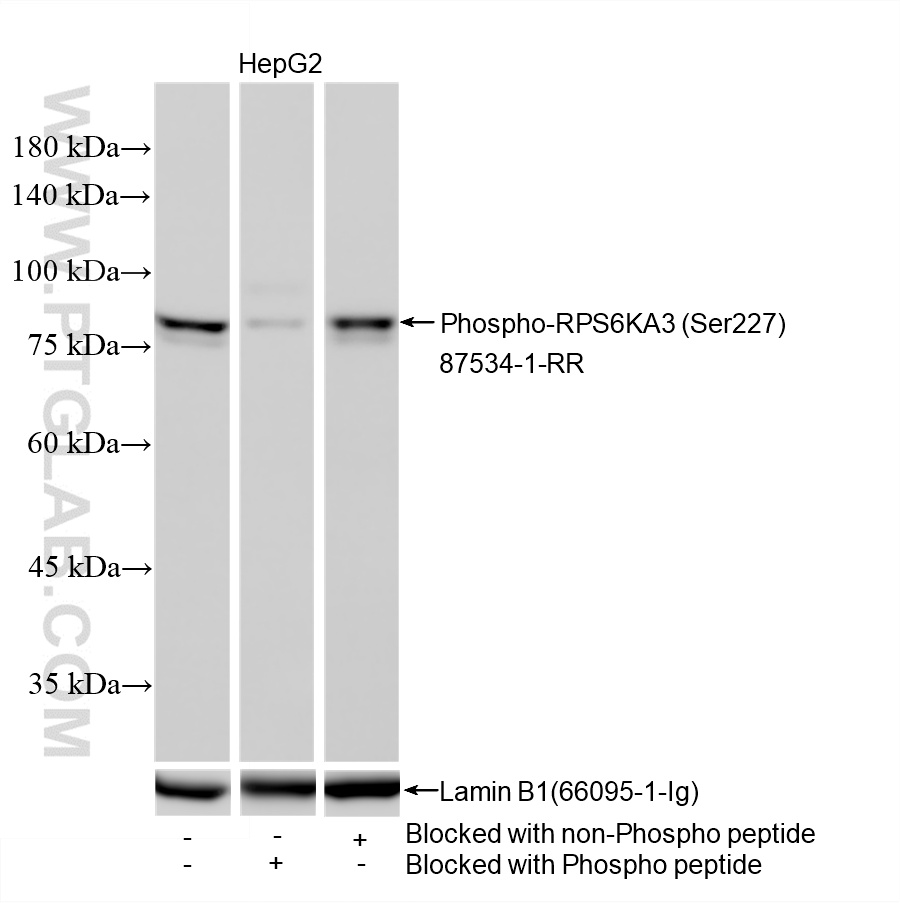 WB analysis of HepG2 using 87534-1-RR (same clone as 87534-1-PBS)
