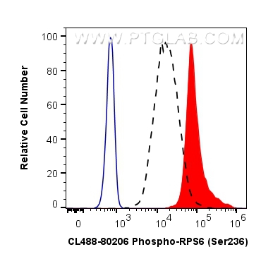 Phospho-S6 Ribosomal protein (Ser236)