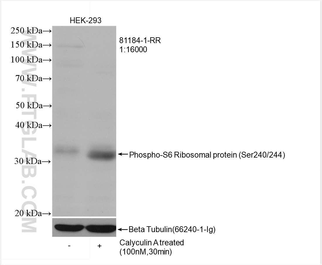 WB analysis of HEK-293 using 81184-1-RR (same clone as 81184-1-PBS)