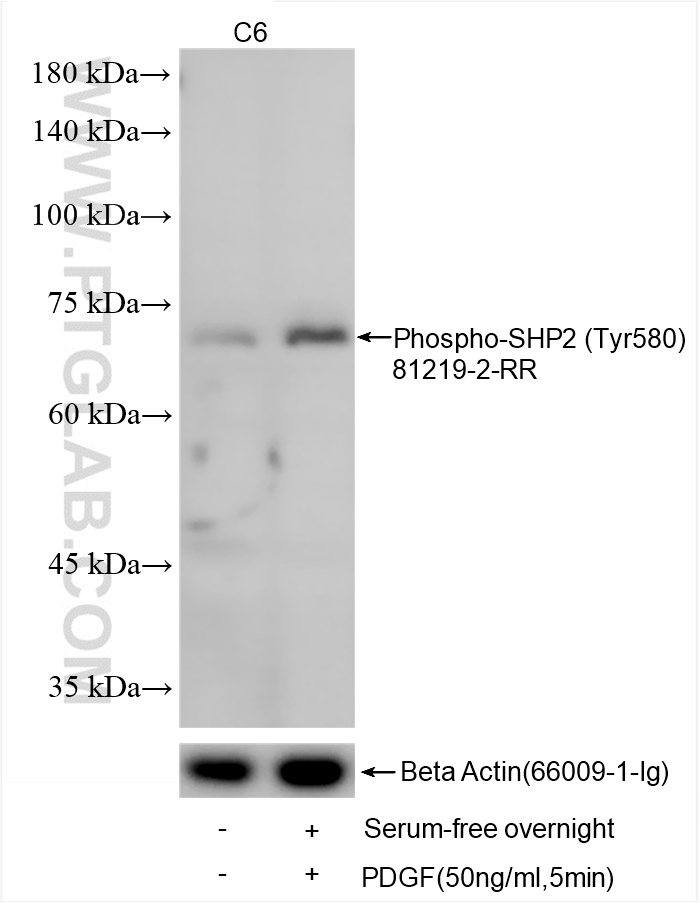 WB analysis using 81219-2-RR