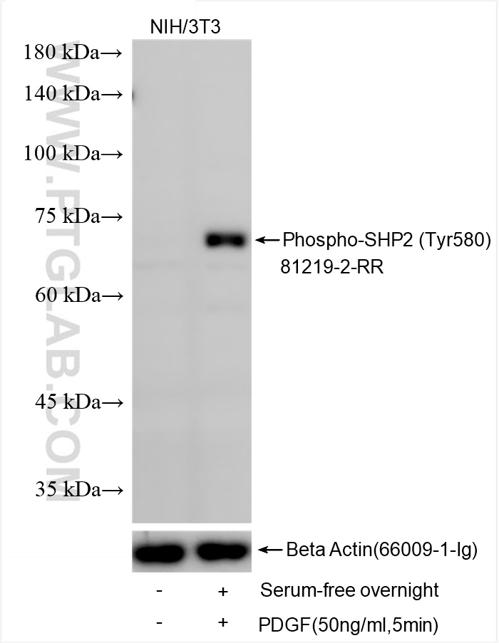 WB analysis using 81219-2-RR