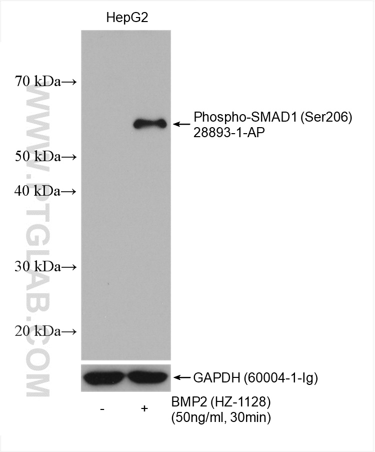 WB analysis using 28893-1-AP