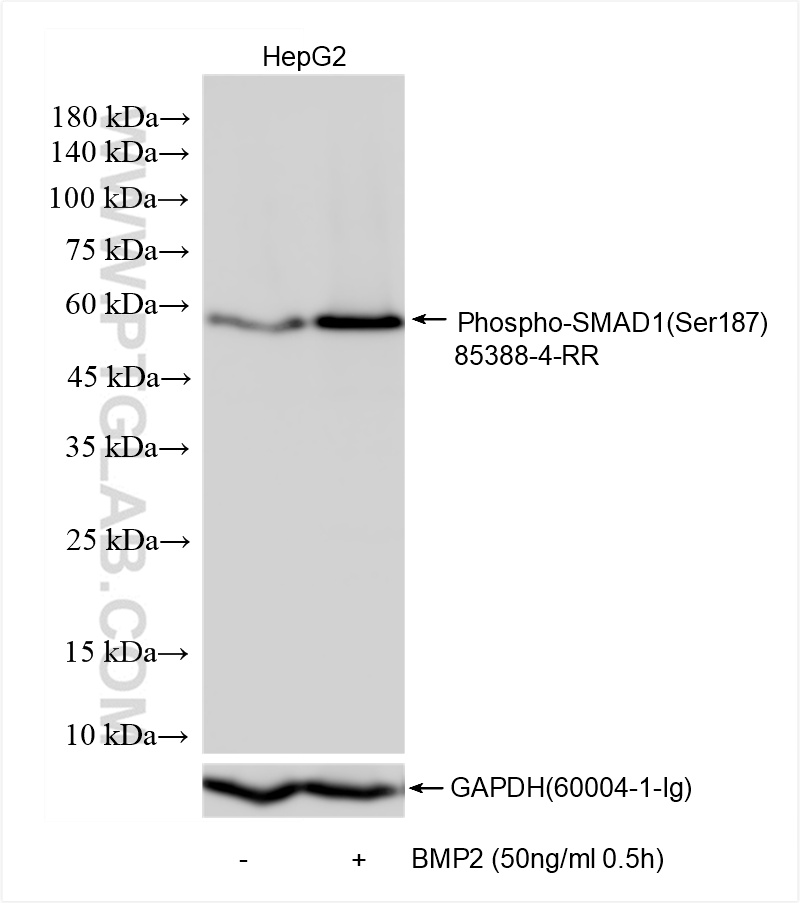WB analysis of HepG2 using 85388-4-RR (same clone as 85388-4-PBS)