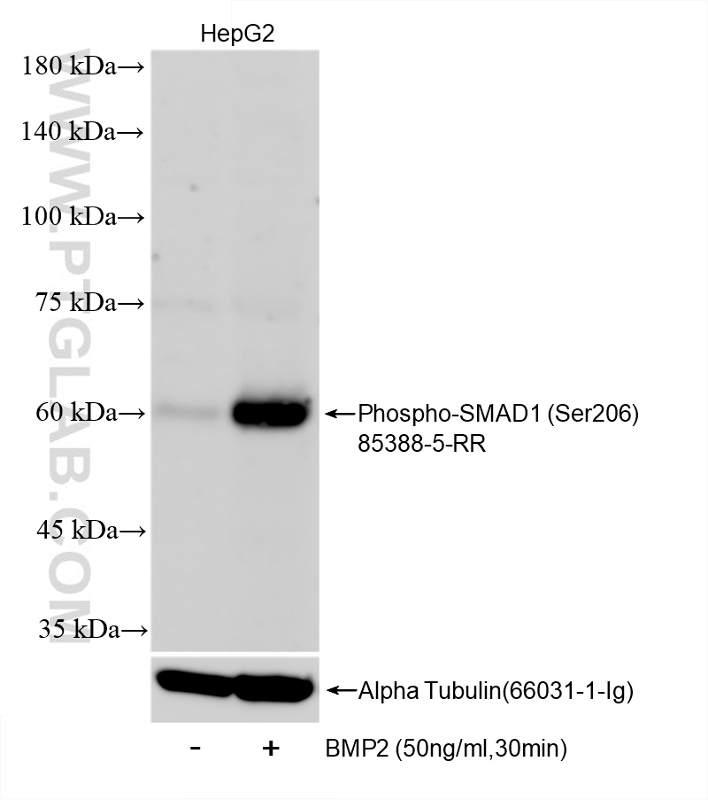 WB analysis of HepG2 using 85388-5-RR (same clone as 85388-5-PBS)