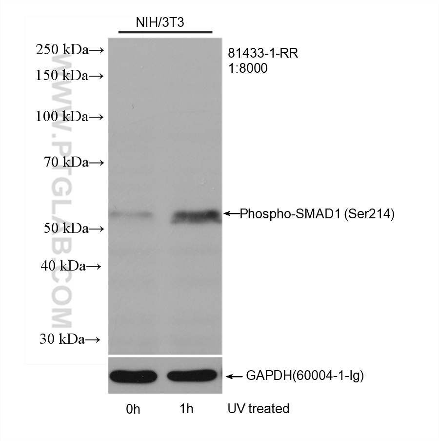WB analysis of NIH/3T3 using 81433-1-RR (same clone as 81433-1-PBS)