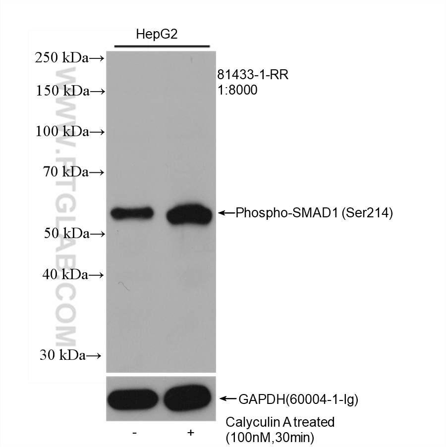 WB analysis of HepG2 using 81433-1-RR (same clone as 81433-1-PBS)