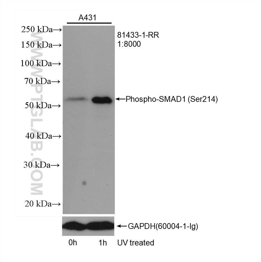 WB analysis of A431 using 81433-1-RR