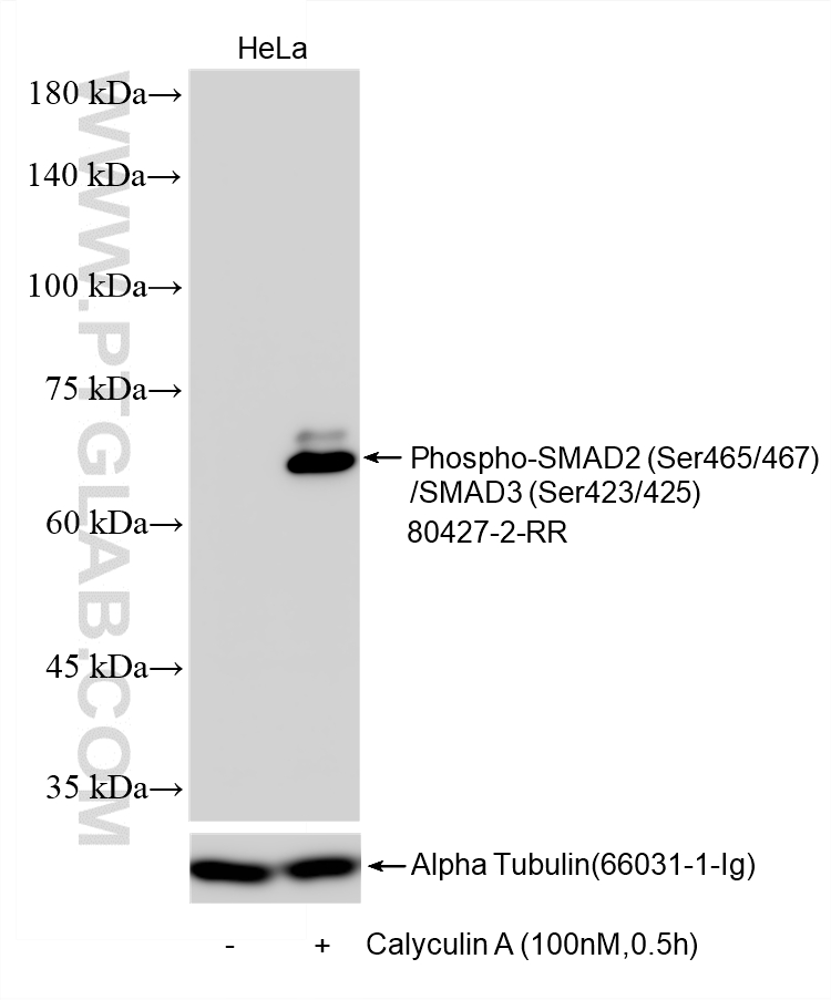 WB analysis using 80427-2-RR