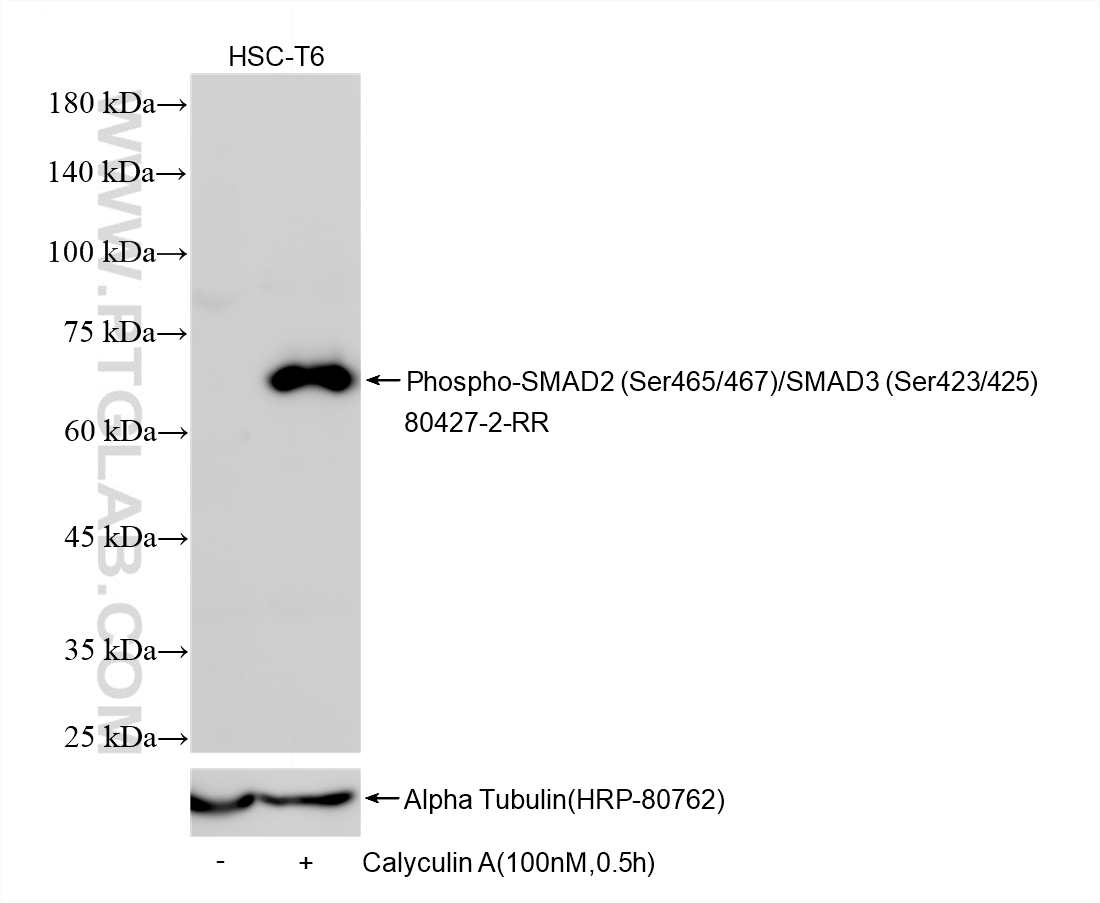 WB analysis using 80427-2-RR
