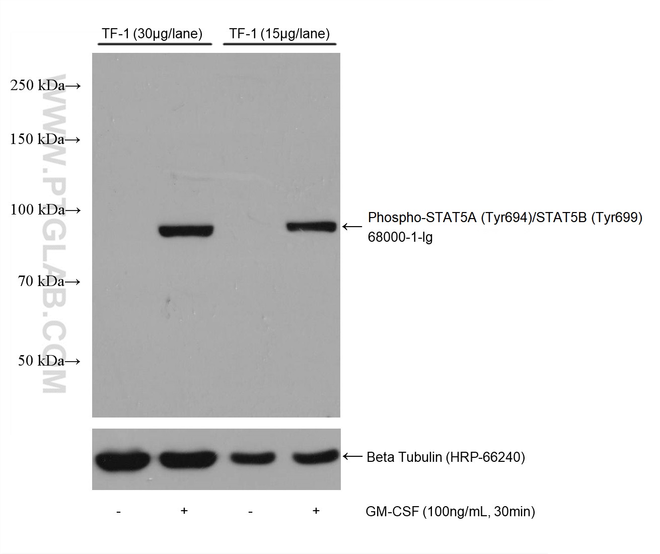 Phospho-STAT5A (Tyr694)