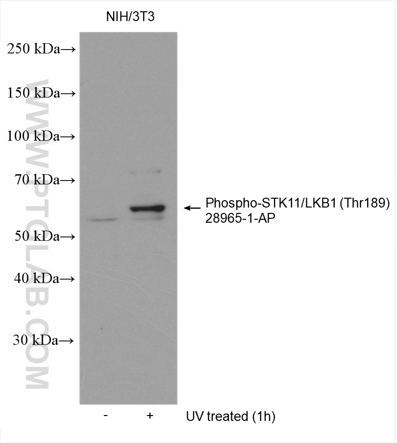 WB analysis using 28965-1-AP