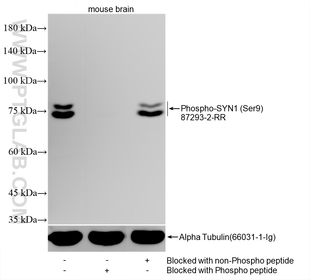 WB analysis of mouse brain using 87293-2-RR (same clone as 87293-2-PBS)