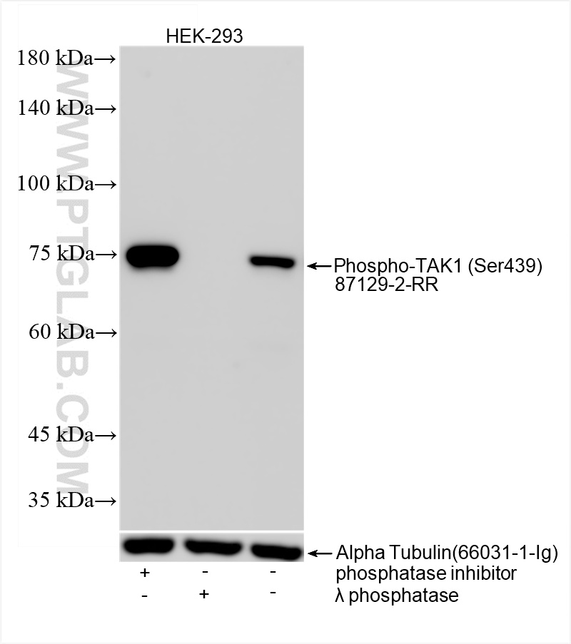WB analysis of HEK-293 using 87129-2-RR (same clone as 87129-2-PBS)
