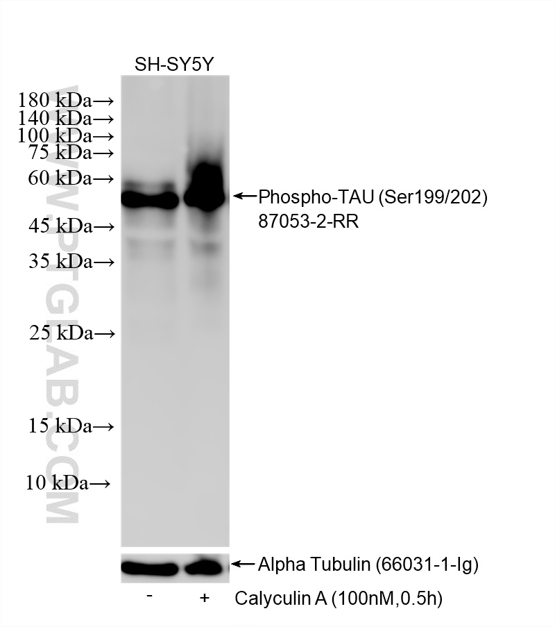 WB analysis of SH-SY5Y using 87053-2-RR