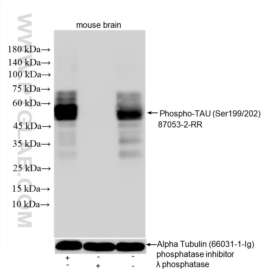 WB analysis of mouse brain using 87053-2-RR