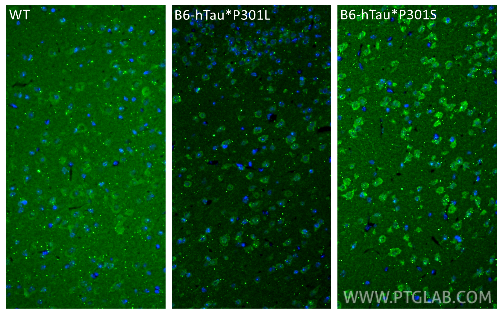 IF Staining of mouse brain using 86995-1-RR IF Staining of mouse brain using 86995-1-RR