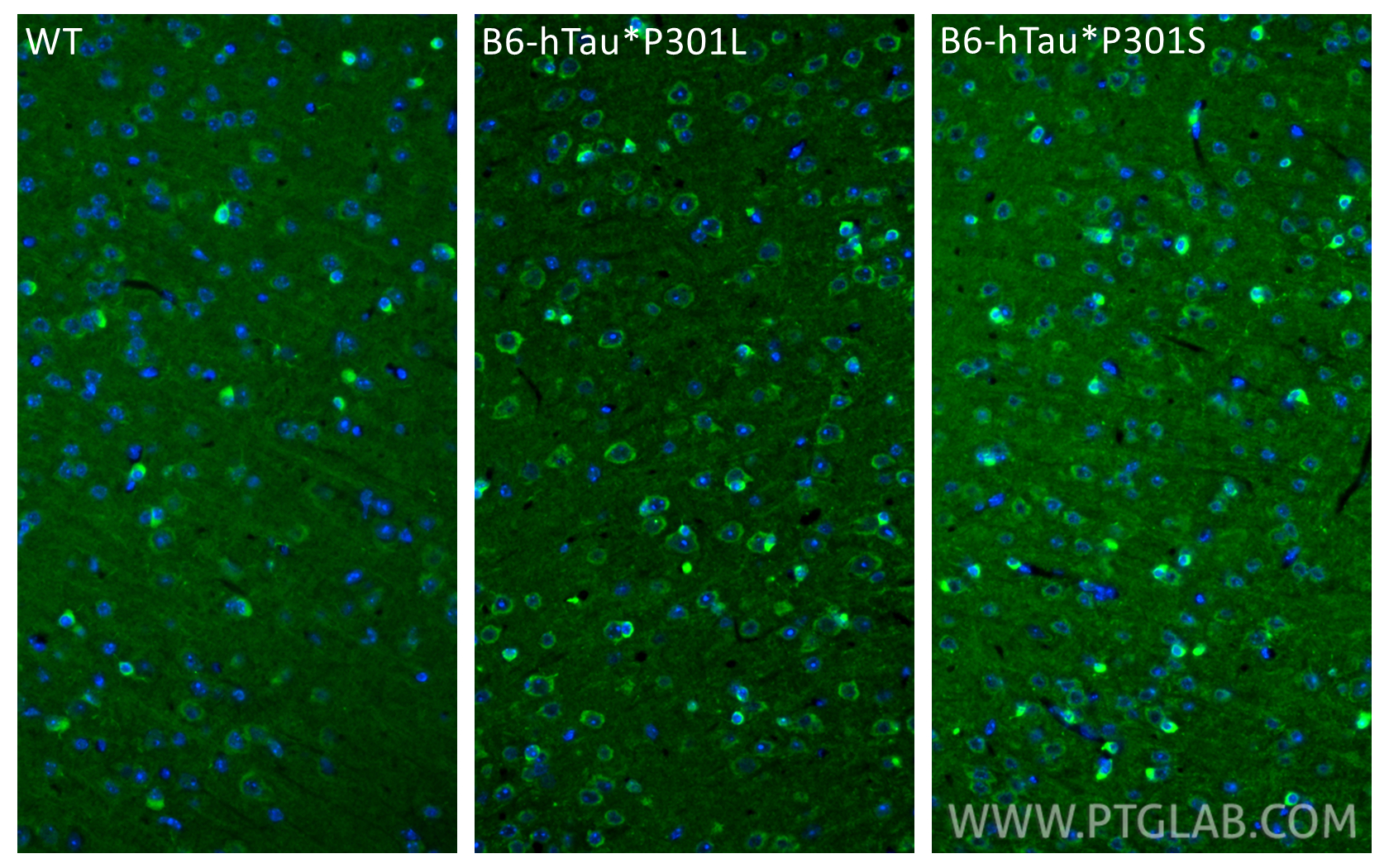 IF Staining of mouse brain using 86748-1-RR IF Staining of mouse brain using 86748-1-RR