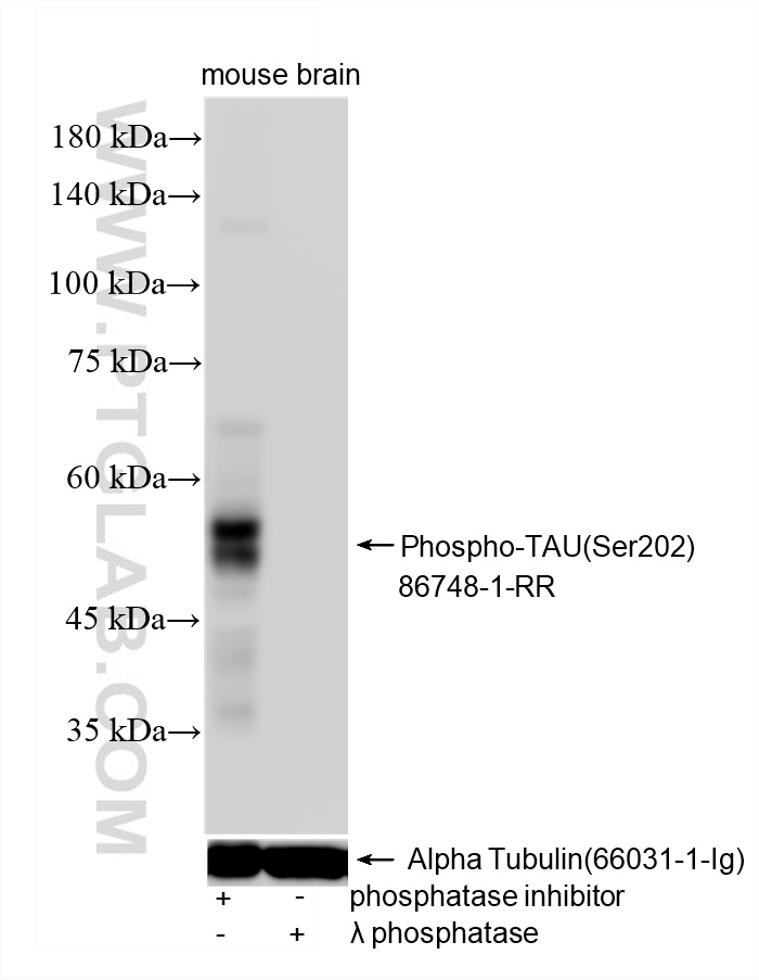 WB analysis using 86748-1-RR WB analysis using 86748-1-RR