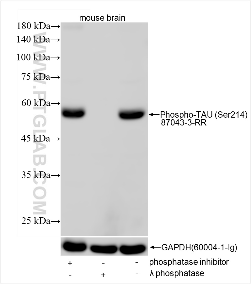 WB analysis of mouse brain using 87043-3-RR (same clone as 87043-3-PBS) WB analysis of mouse brain using 87043-3-RR (same clone as 87043-3-PBS)
