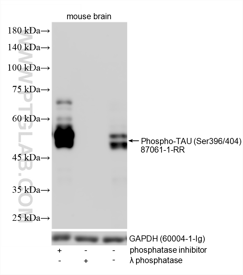 WB analysis using 87061-1-RR (same clone as 87061-1-PBS)
