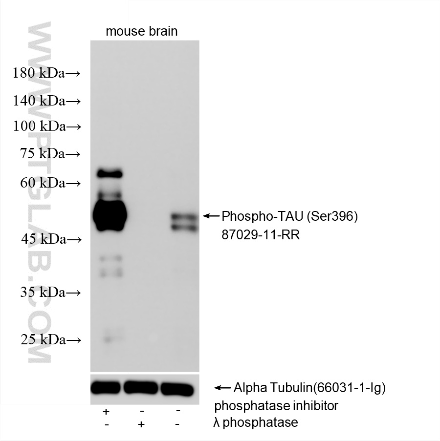 WB analysis using 87029-11-RR (same clone as 87029-11-PBS)