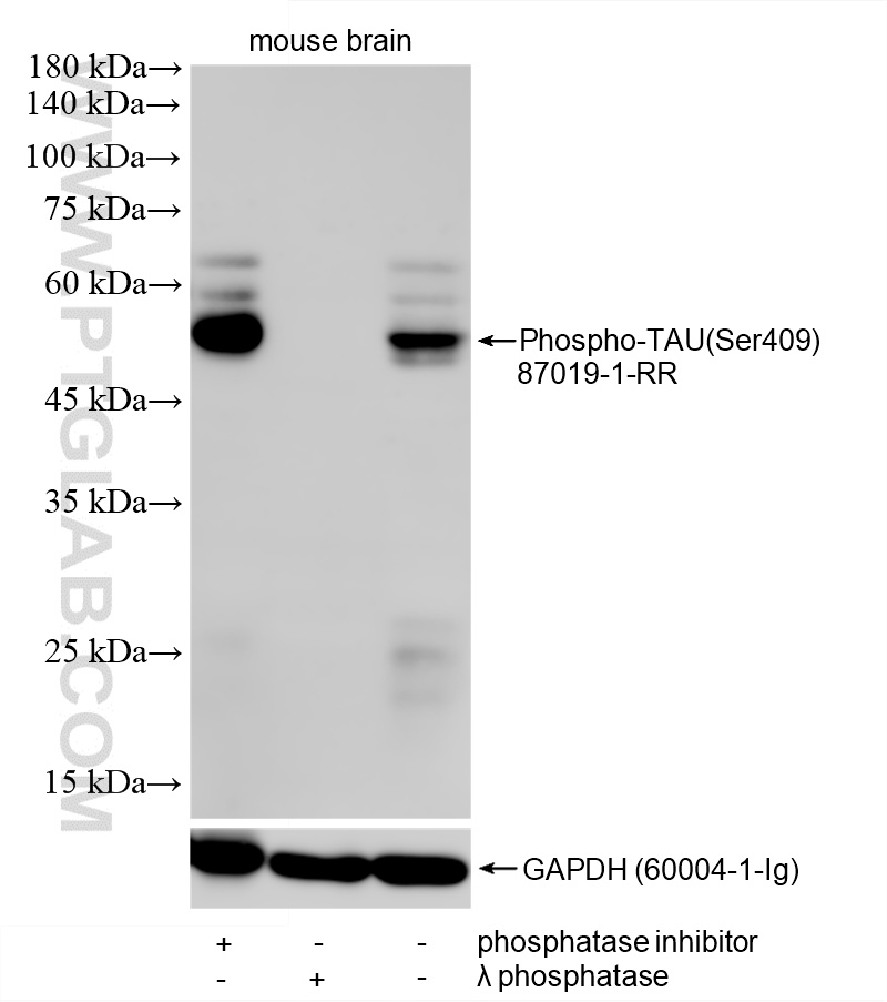 WB analysis of mouse brain using 87019-1-RR WB analysis of mouse brain using 87019-1-RR