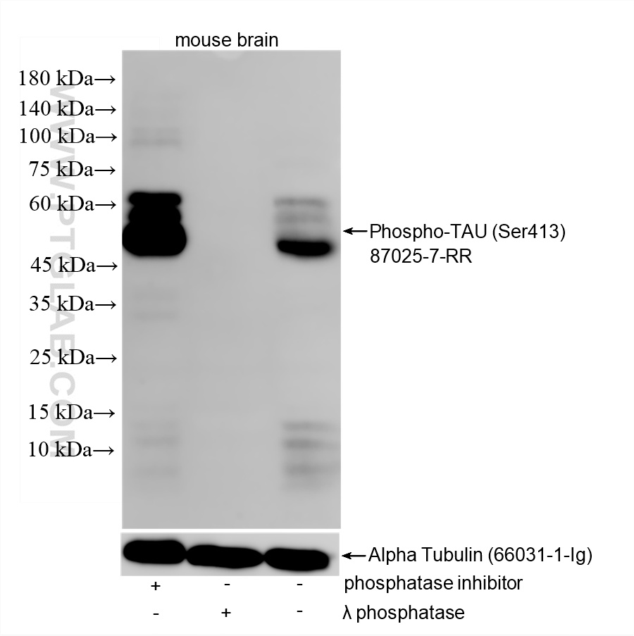 WB analysis of mouse brain using 87025-7-RR WB analysis of mouse brain using 87025-7-RR
