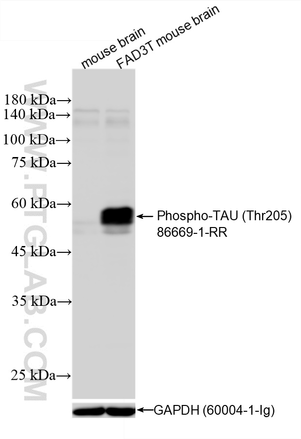 Various lysates were subjected to SDS PAGE followed by western blot with 86669-1-RR (Phospho-TAU (Thr205) antibody) at dilution of 1:5000 incubated at room temperature for 1.5 hours. The membrane was stripped and re-blotted with GAPDH antibody (<a class='green' href='/productredirect?CatalogNo=60004-1-Ig' target='_blank'>60004-1-Ig</a>) as loading control. The FAD3T mouse is a triple transgenic model expressing APP, PS1, and Tau transgenes. WB analysis using 86669-1-RR