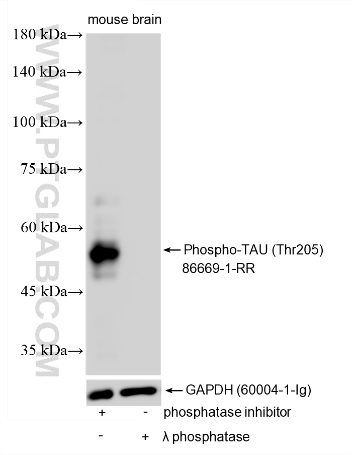 WB analysis using 86669-1-RR (same clone as 86669-1-PBS)