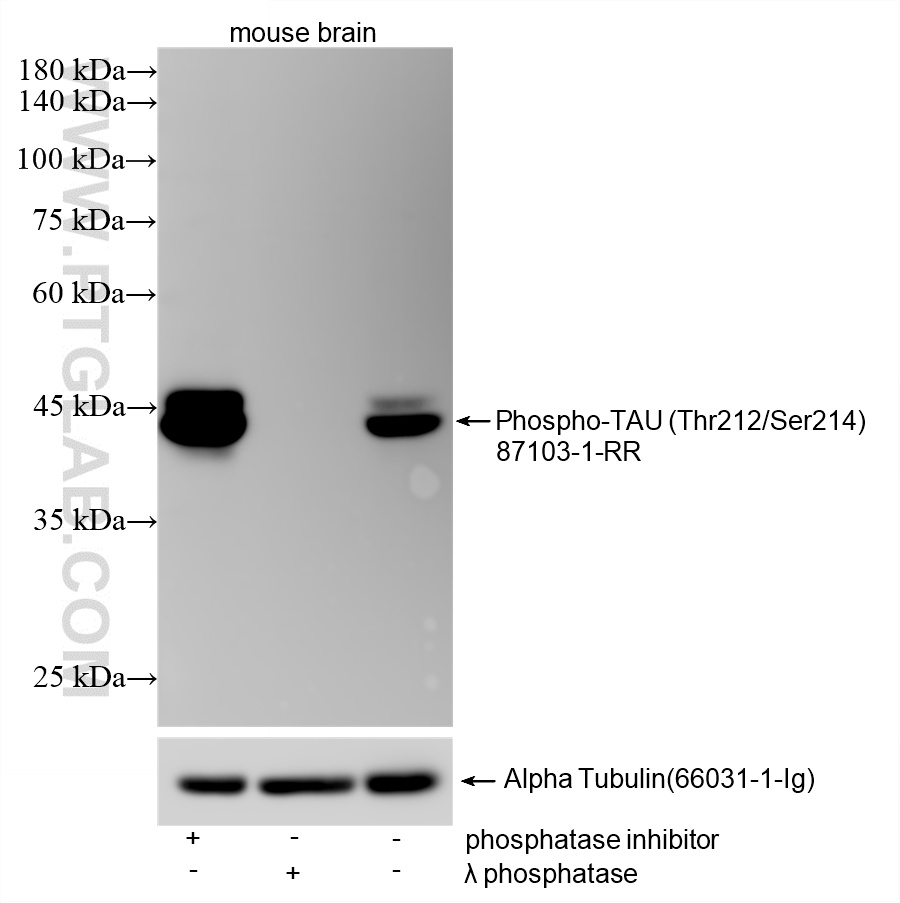 Non-treated mouse brain tissue, phosphatase inhibitor treated mouse brain tissue and λ phosphatase treated mouse brain tissue were subjected to SDS PAGE followed by western blot with <a class='green' href='/productredirect?CatalogNo=87103-1-RR' target='_blank'>87103-1-RR</a> (Phospho-TAU (Thr212/Ser214) antibody) at dilution of 1:2000 incubated at room temperature for 1.5 hours. The membrane was stripped and re-blotted with Alpha Tubulin (<a class='green' href='/productredirect?CatalogNo=66031-1-Ig' target='_blank'>66031-1-Ig</a>) antibody as a loading control. This data was developed using the same antibody clone with 87103-1-PBS in a different storage buffer formulation. WB analysis using 87103-1-RR (same clone as 87103-1-PBS)