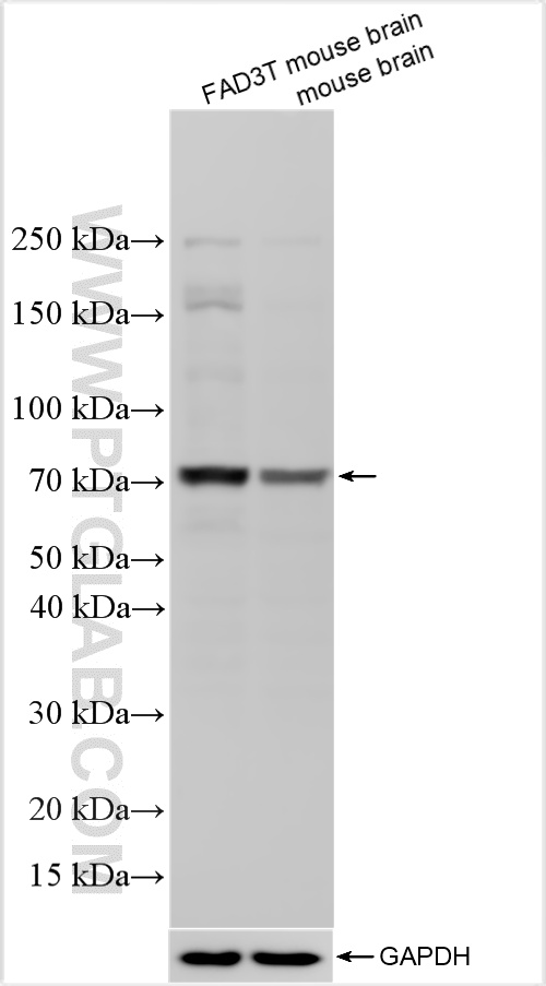 WB analysis using 31138-1-AP
