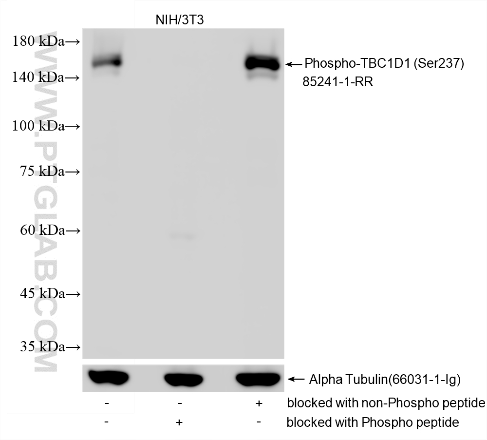 WB analysis using 85241-1-RR WB analysis using 85241-1-RR
