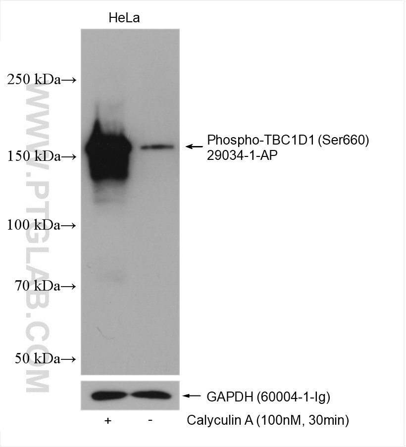 WB analysis using 29034-1-AP