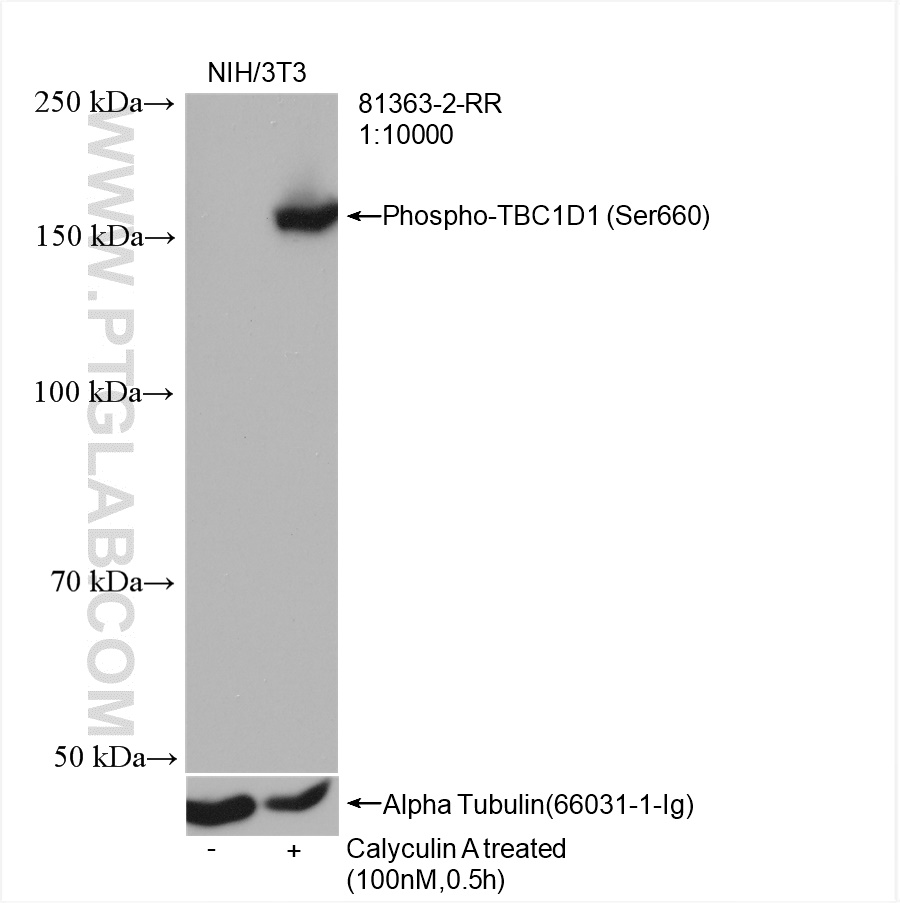 WB analysis of NIH/3T3 using 81363-2-RR
