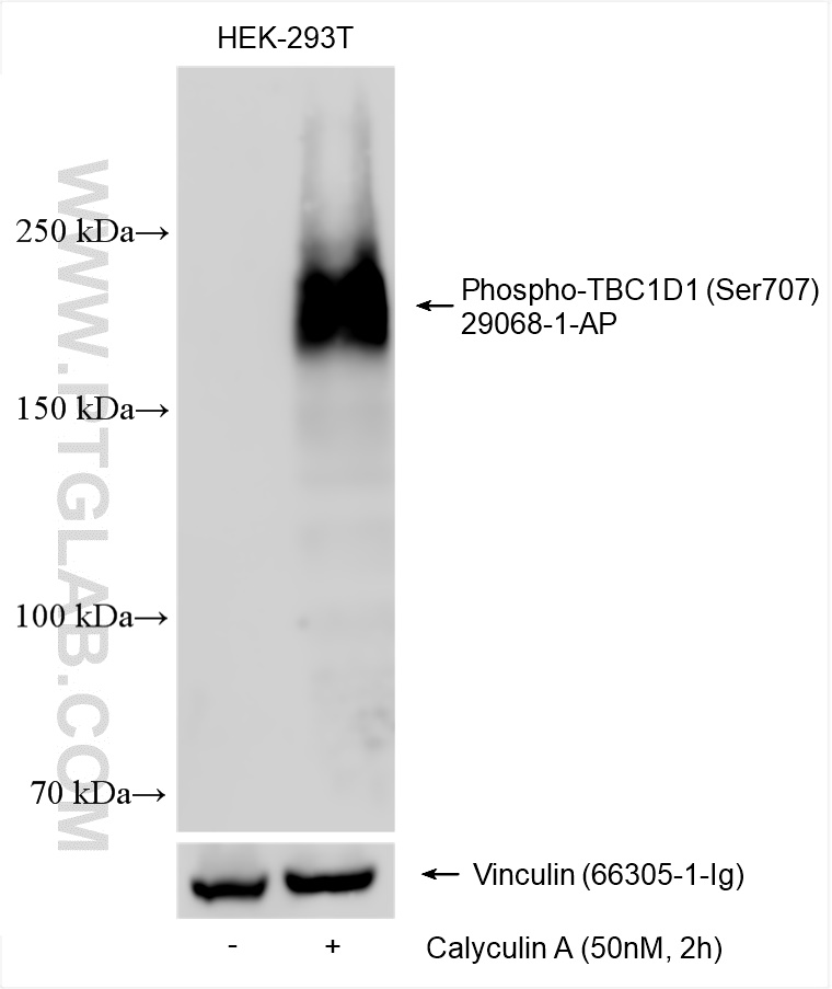 WB analysis using 29068-1-AP