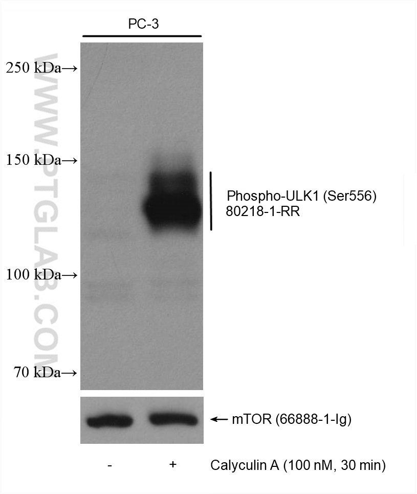 WB analysis using 80218-1-RR