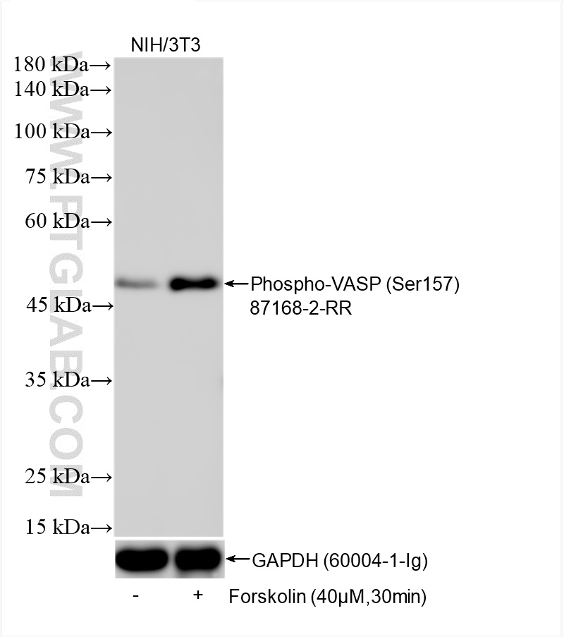 WB analysis of NIH/3T3 using 87168-2-RR (same clone as 87168-2-PBS)
