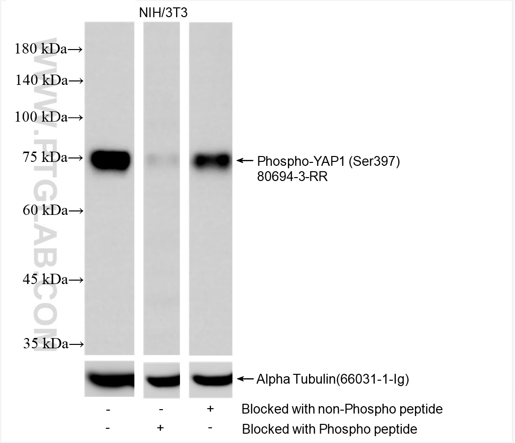 WB analysis of NIH/3T3 using 80694-3-RR