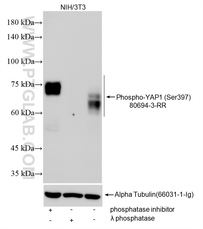WB analysis using 80694-3-RR