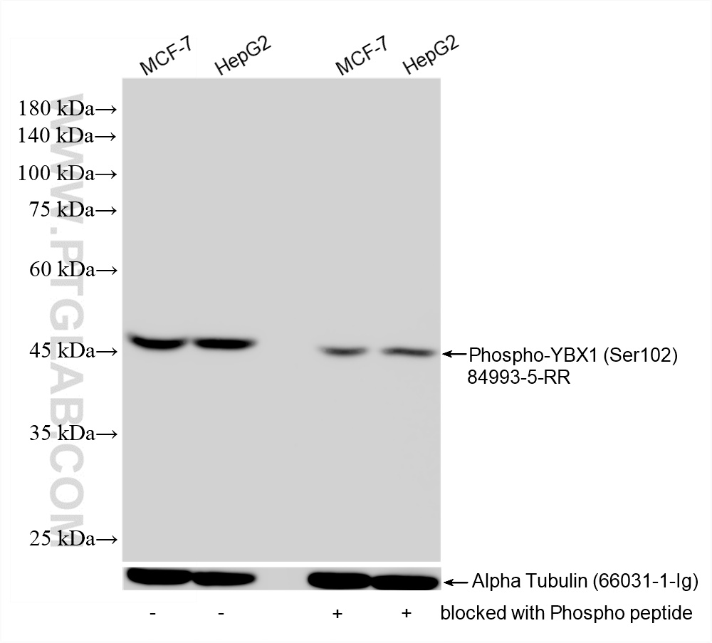 WB analysis using 84993-5-RR