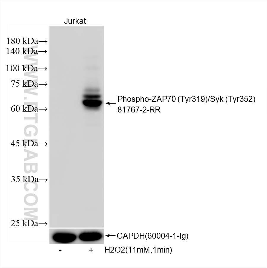 Non-treated Jurkat cells and H2O2 treated Jurkat cells were subjected to SDS PAGE followed by western blot with <a class='green' href='/productredirect?CatalogNo=81767-2-RR' target='_blank'>81767-2-RR</a> (Phospho-ZAP70 (Tyr319)/SYK (Tyr352) antibody) at dilution of 1:3000 incubated at room temperature for 1.5 hours. The membrane was stripped and re-blotted with GAPDH (<a class='green' href='/productredirect?CatalogNo=60004-1-Ig' target='_blank'>60004-1-Ig</a>) antibody as a loading control. This data was developed using the same antibody clone with 81767-2-PBS in a different storage buffer formulation. WB analysis of Jurkat using 81767-2-RR (same clone as 81767-2-PBS)