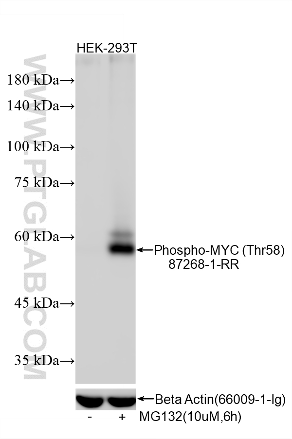 WB analysis using 87268-1-RR (same clone as 87268-1-PBS)