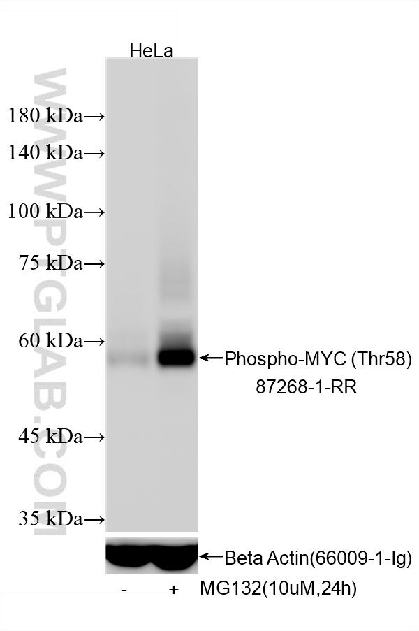 WB analysis using 87268-1-RR (same clone as 87268-1-PBS)
