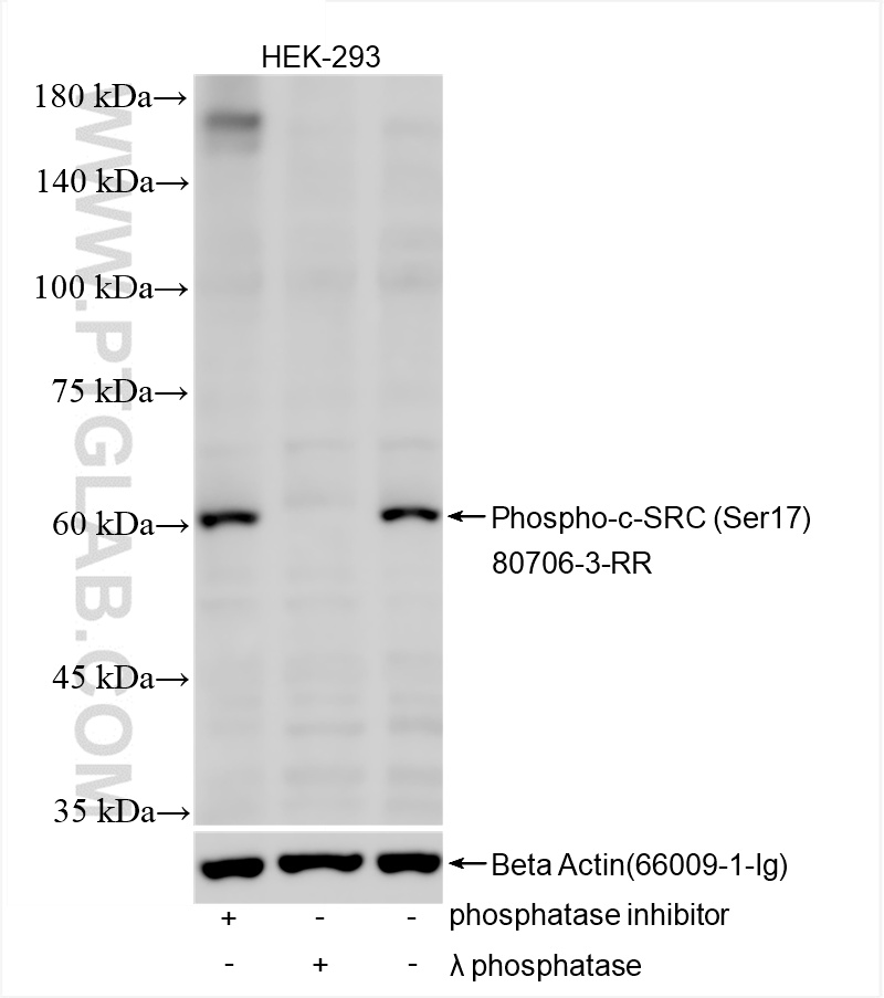 WB analysis of HEK-293 using 80706-3-RR