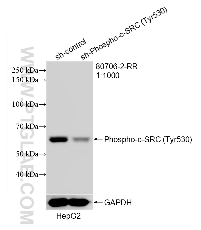 WB analysis of HepG2 using 80706-2-RR WB analysis of HepG2 using 80706-2-RR